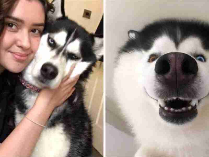 34 adorables fotos que demuestran porqué los Huskies son unos de los