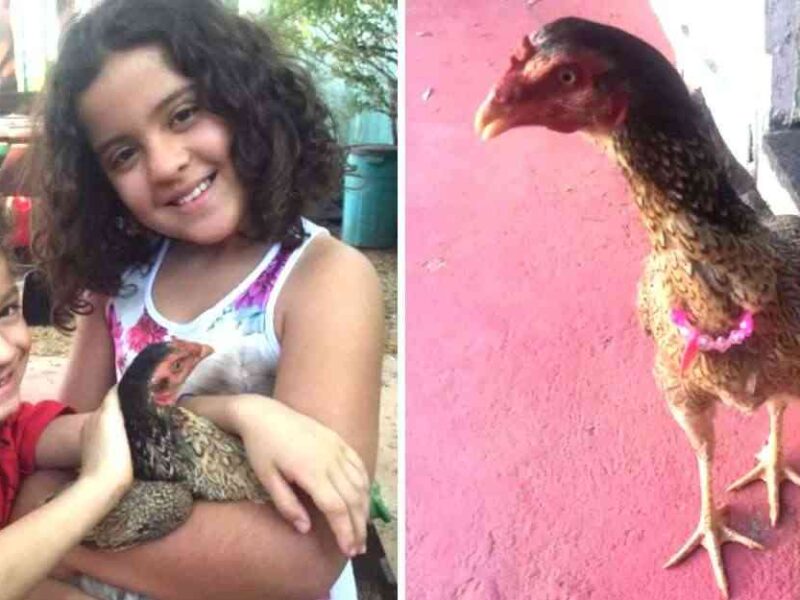 Gallina Que Iba A Ser Cocinada Al Final Fue Adoptada Por La Familia Se