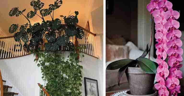 15 Plantas Poco Comunes Que Son Perfectas Para Tener En Casa