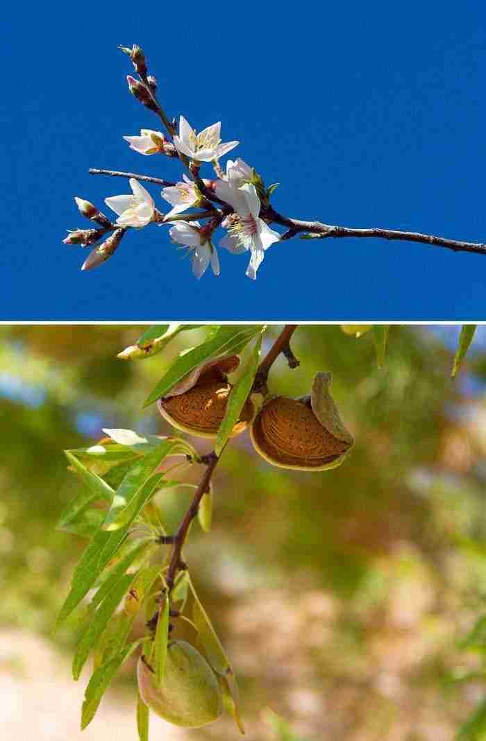 Almendras