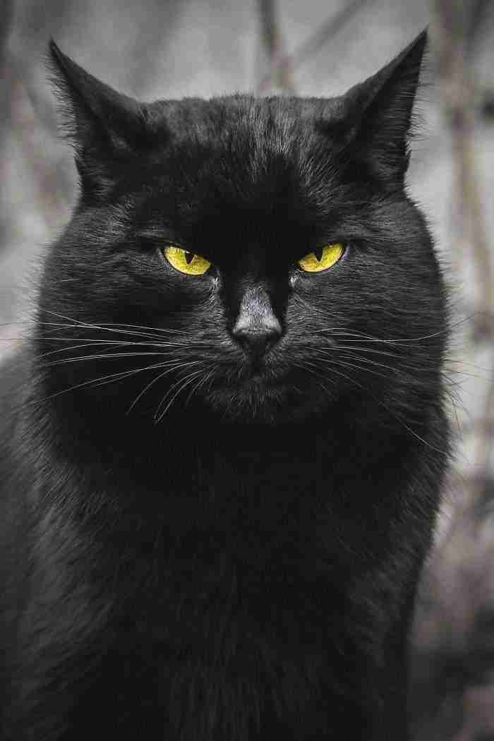 Intimate Portraits Of Stray Cats That I Took In My Hometown