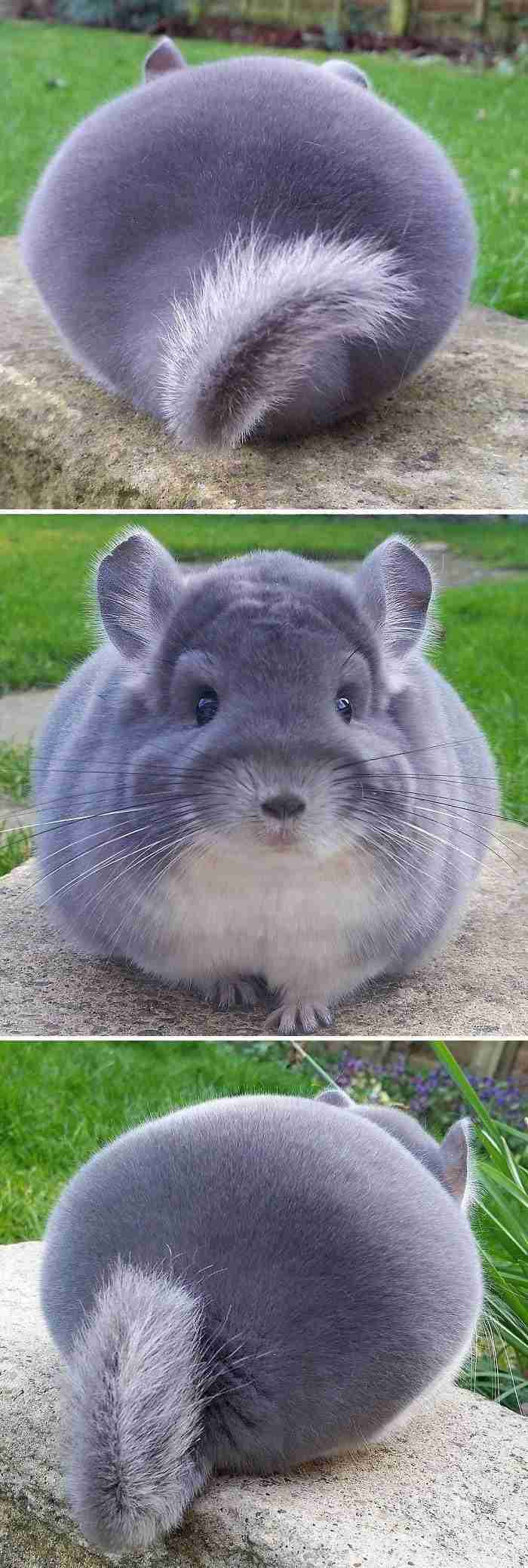 Estas chinchillas