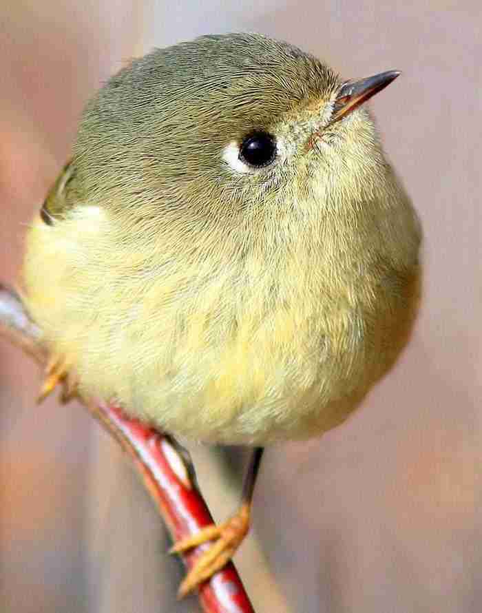 Pajarito muy redondo