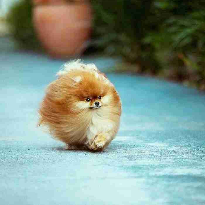 Majestuoso perro pomeranio