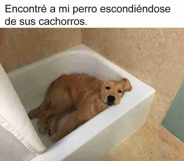 10 Divertidos Memes De Perros Que Te Harán Sonreír 