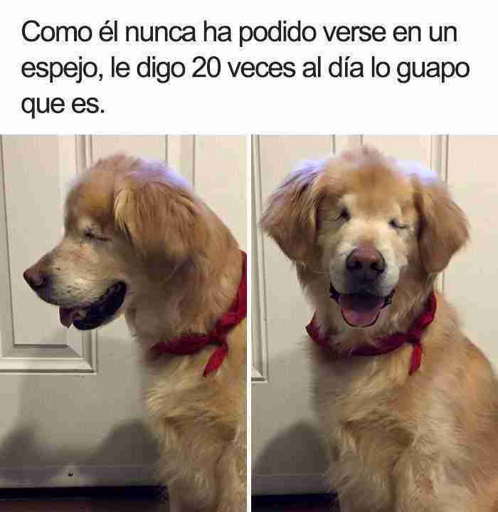 10 Divertidos Memes De Perros Que Te Harán Sonreír