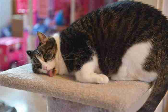 La primera vez en probar la hierba gatera