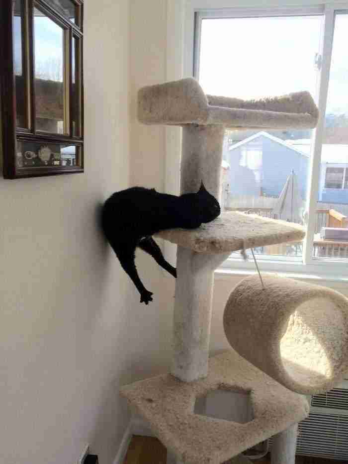 Mi gato Felix, colocado hasta las cejas de hierba gatera