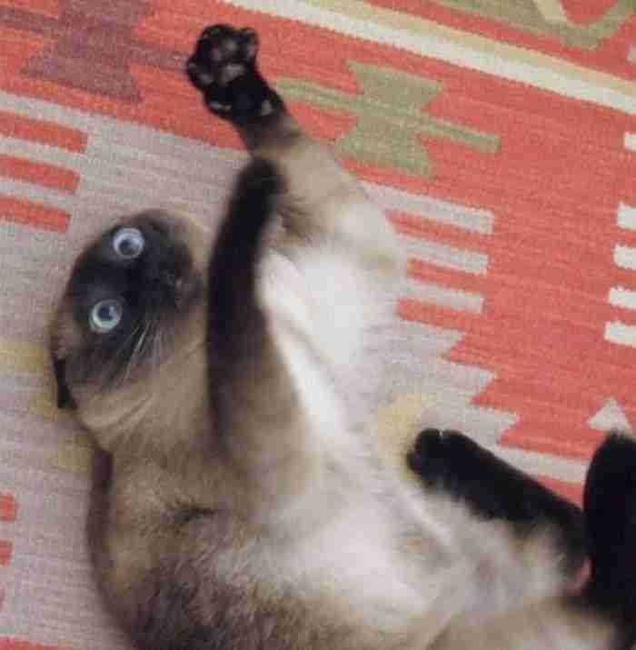 La hierba gatera, ni una sola vez