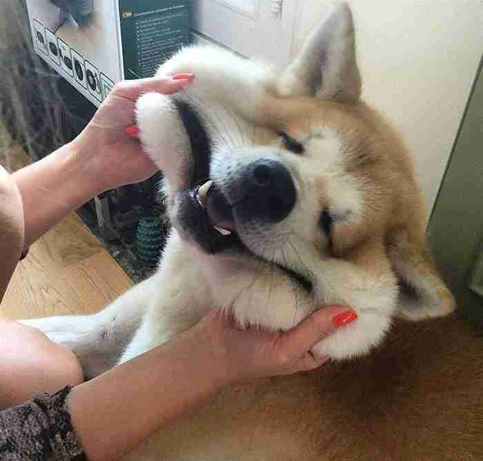 10+ Squishy Dog Cheeks That Are Impossible To Resist Squishing