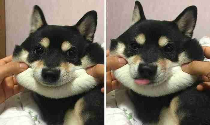 10+ Squishy Dog Cheeks That Are Impossible To Resist Squishing