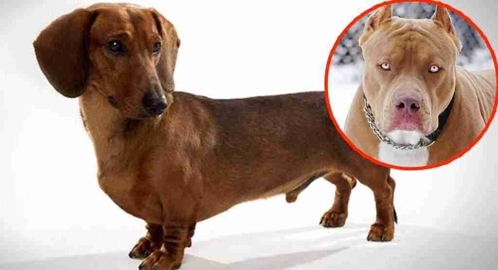 Así es lo que resulta de una mezcla entre perro salchicha y un Pitbull Así es lo que resulta de una mezcla entre perro salchicha y un Pitbull
