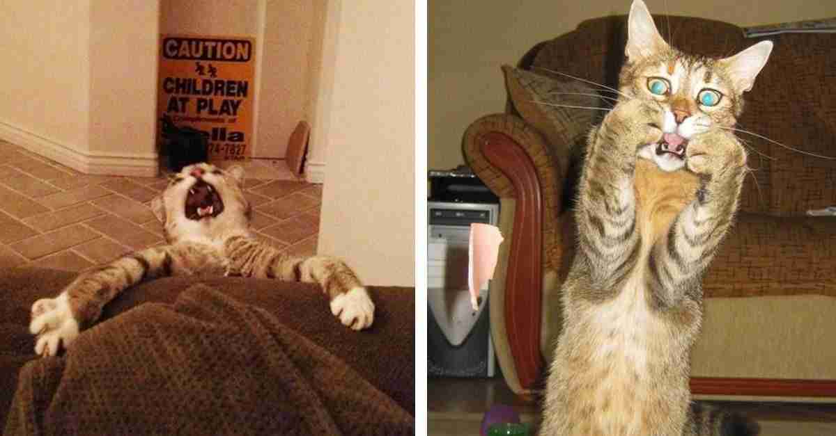 10 gatos dramáticos que tienen bien merecido un oscar