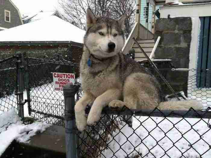 Husky Thinking He's A Cat