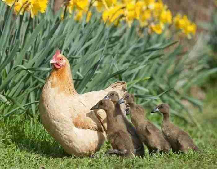 Hilda The Hen Hatches Clutch Of Ducklings After Sitting On Wrong Nest  And Now They're Her Babies