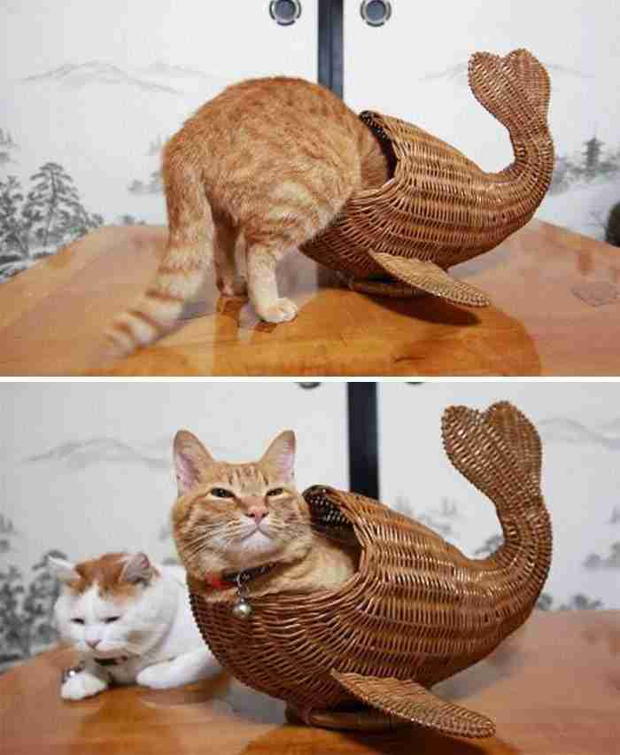 Cat Whale