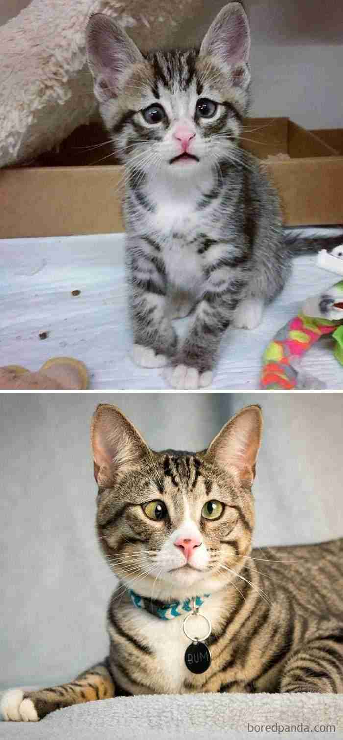 Bum, el gato preocupado