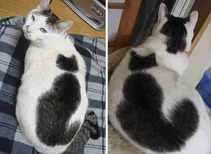 Inception Cat