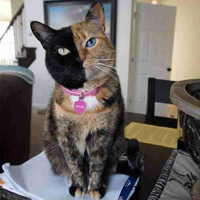 Venus The Two-Faced Kitten