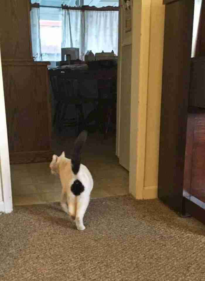 This Is My Cat Paco. I Also Call Her Exclamation Butt