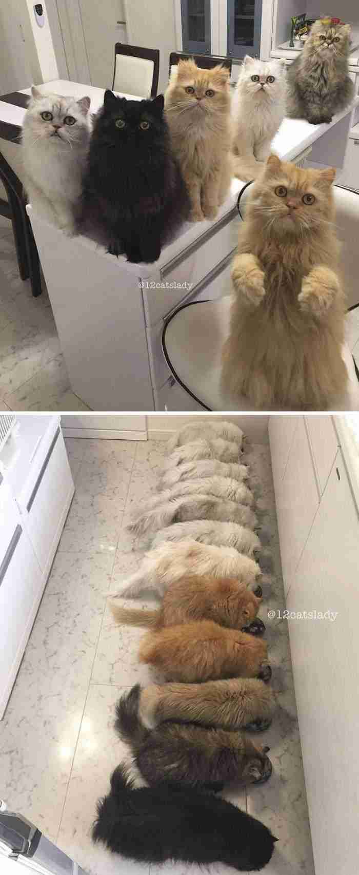 This Is How Life With 12 Cats Looks Like