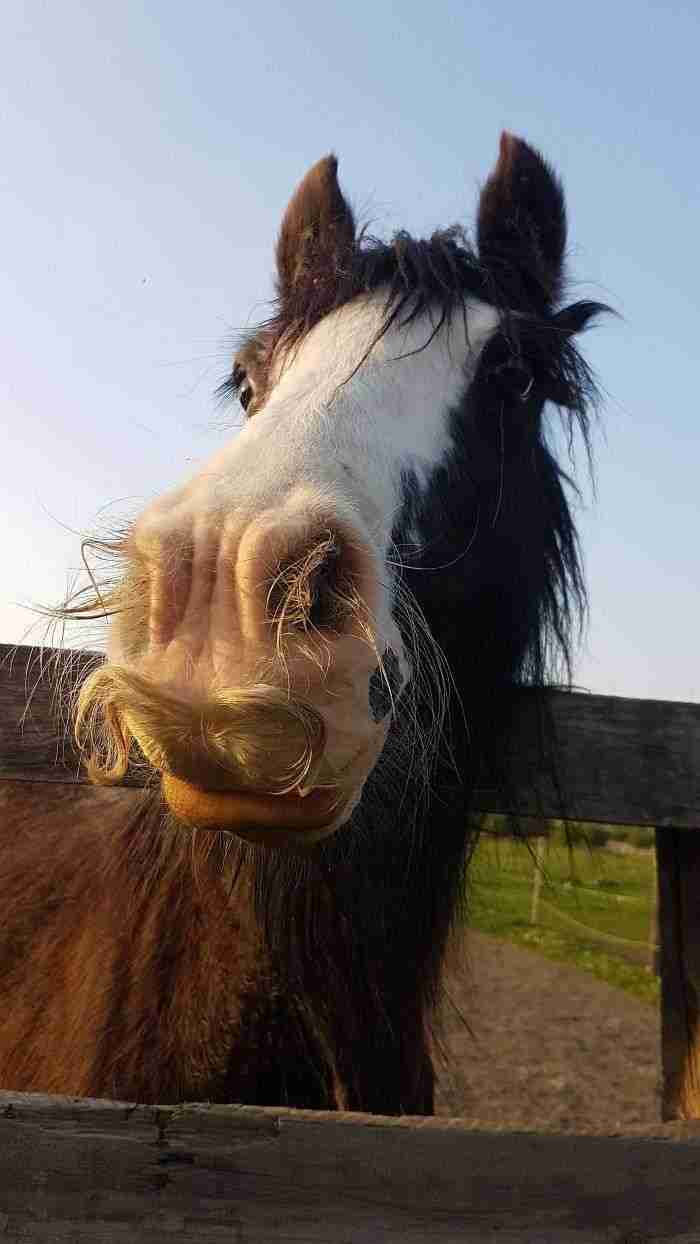 If You Ever Feel Sad, Just Remember That Horses Can Grow Moustaches