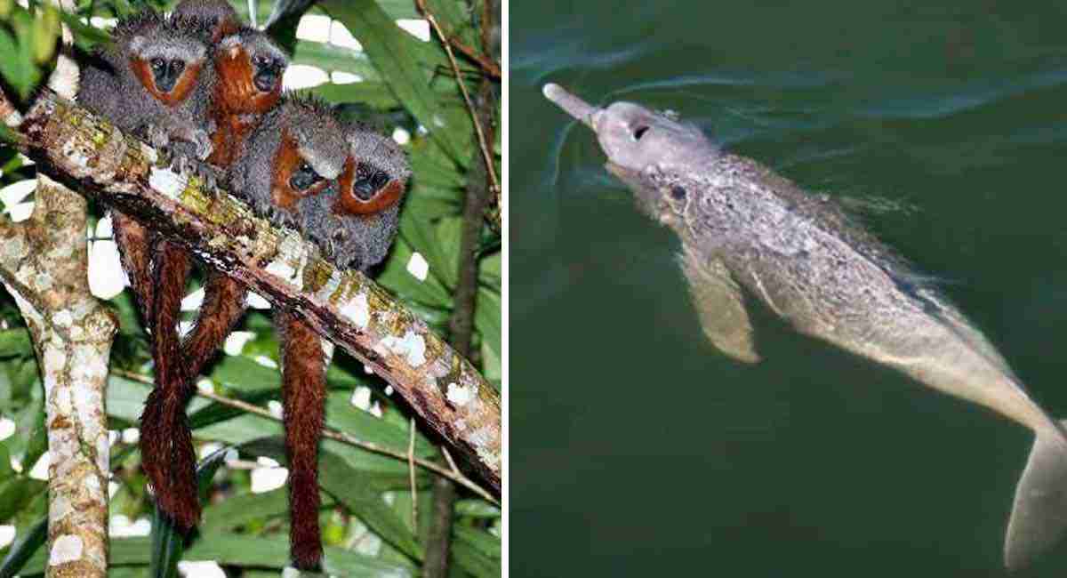 Descubren más de 350 especies nuevas en el Amazonas. Son los animales