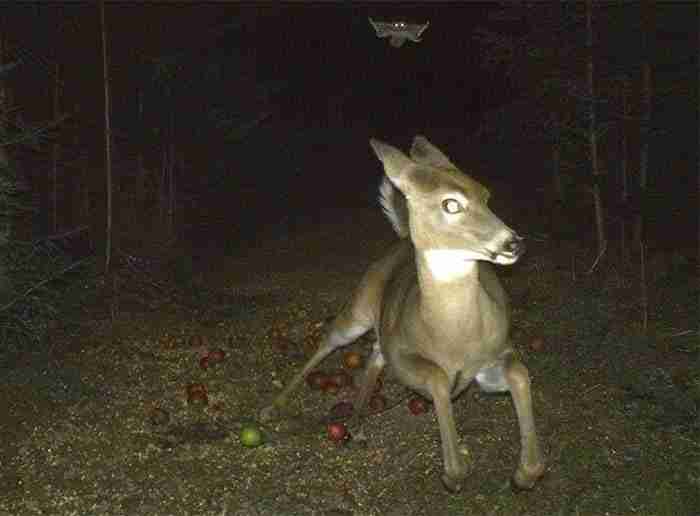 Ciervo huyendo de una ardilla voladora