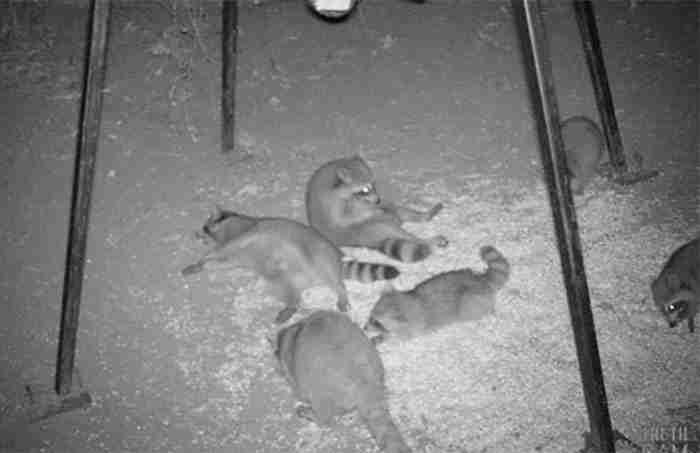 Fiesta de mapaches bajo un comedero de ciervos estropeado