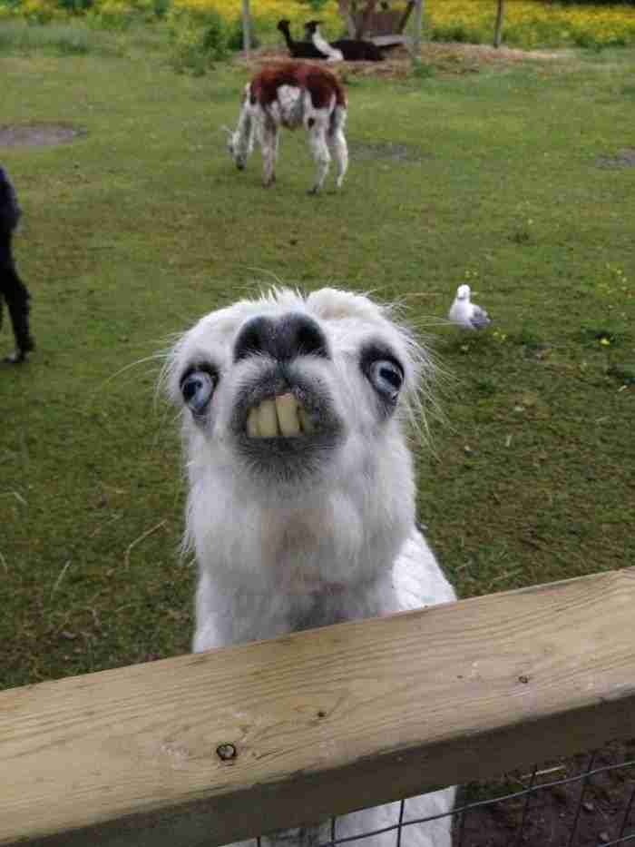 Alpaca sonriente