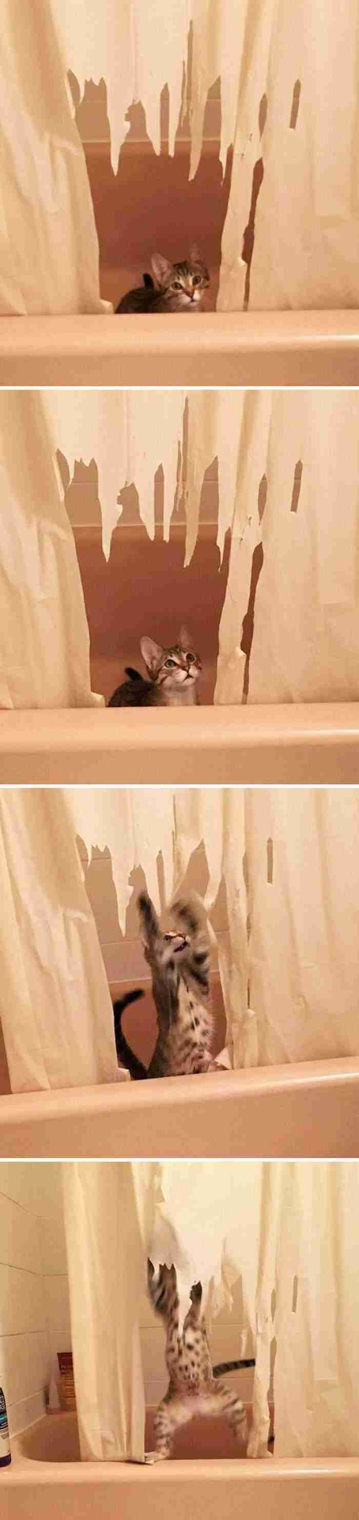 She Looked Guilty For A Split Second, Then Continued With Her Rampage