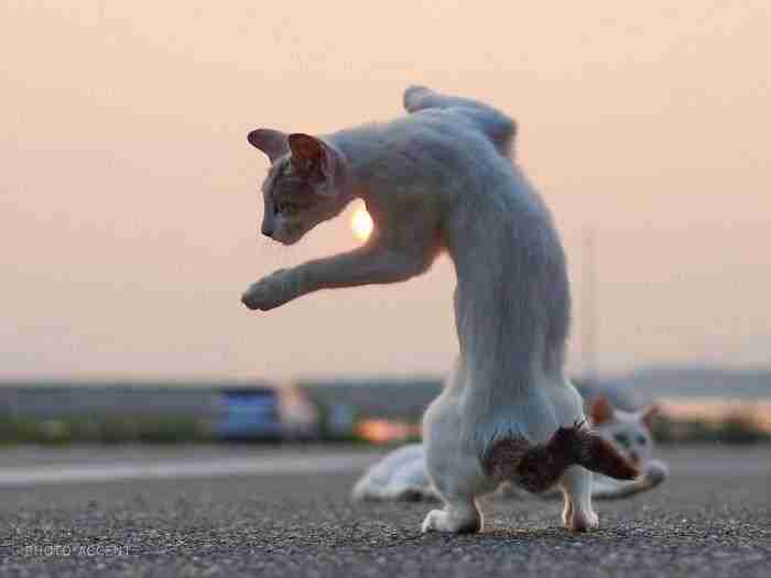 This Japanese Photographer Specializes In Shooting Cats Doing Martial Arts, And The Result Is Too Purrfect