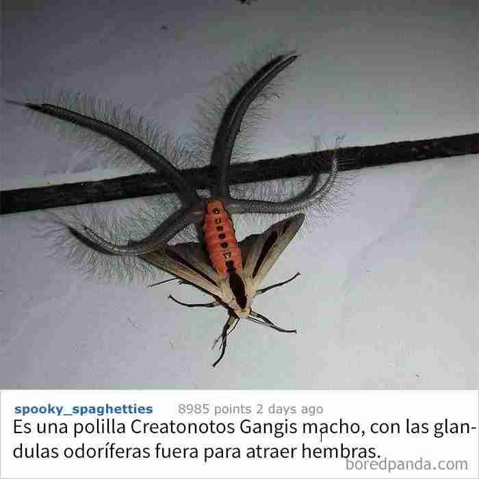 ¿qué Es Esta Criatura Demoniaca?