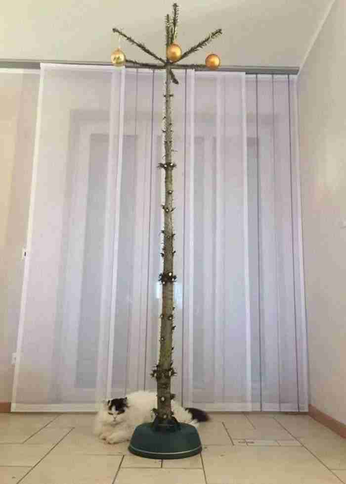 Árbol De Navidad Para Dueños De Gatos
