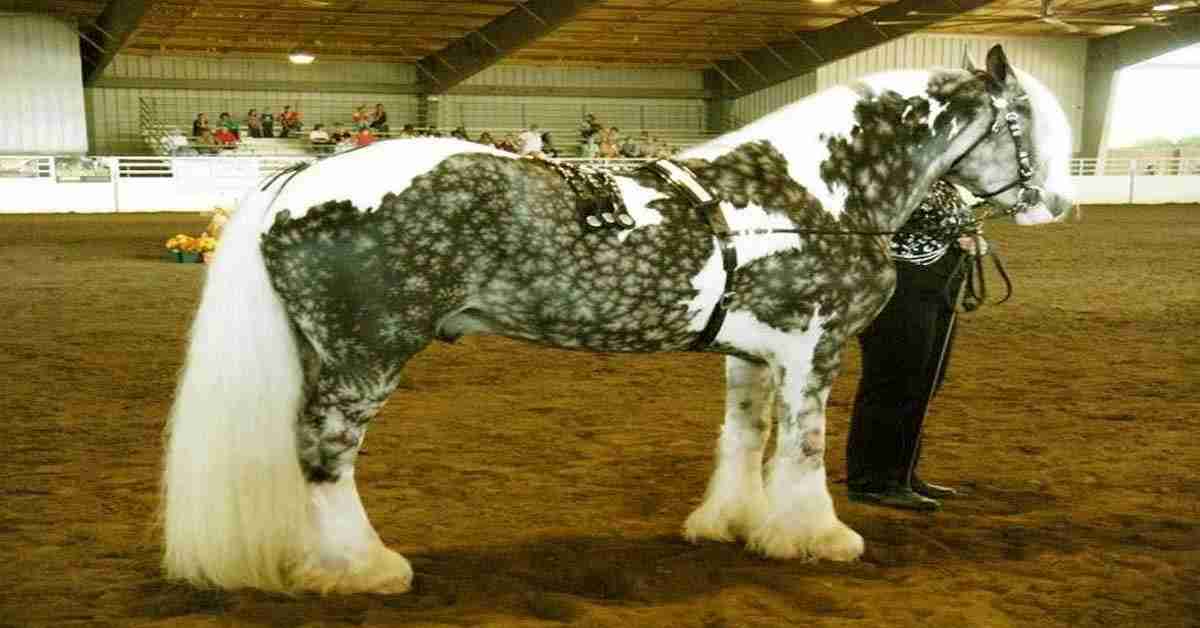 Los 24 caballos con los colores más increíbles y hermosos que hayas