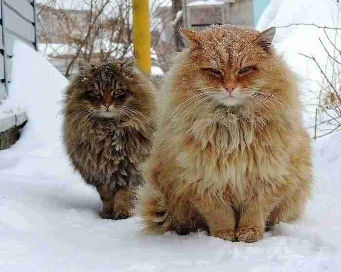 Russian Farmer Takes Stunning Photos Of Her Many Siberian Cats, And They're Absolutely Majestic
