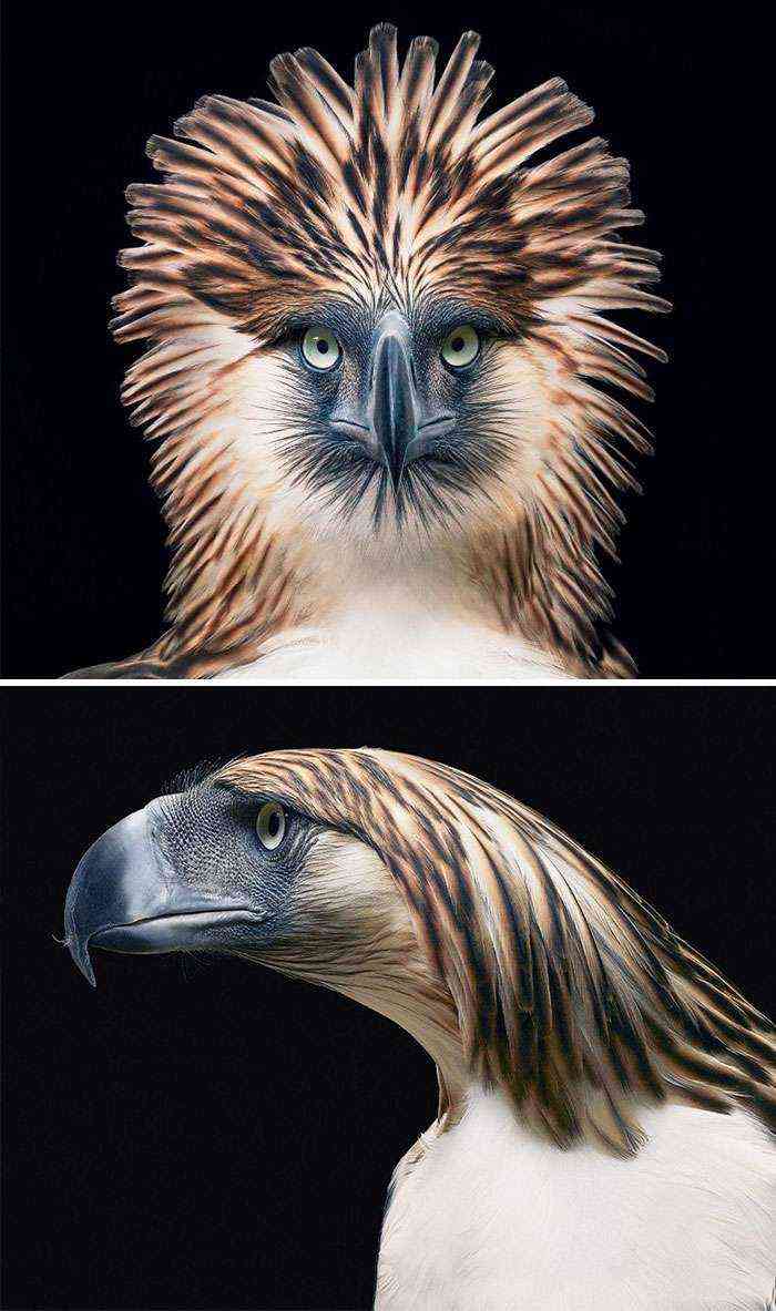 Philippine Eagle