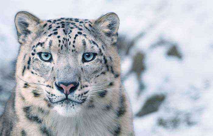 Snow Leopard