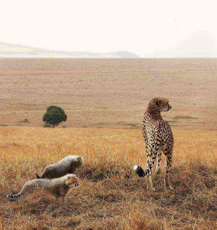 Cheetah With Cubs