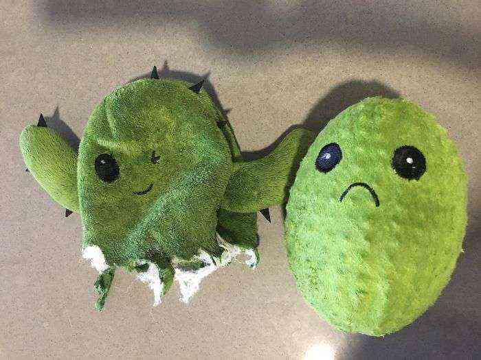 Mi Perro Destrozó Su Cactus De Juguete Y Había Otro Cactus Triste Dentro