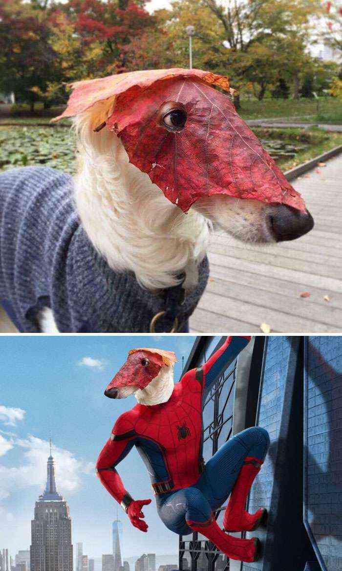This Dog Wearing A Leaf Mask