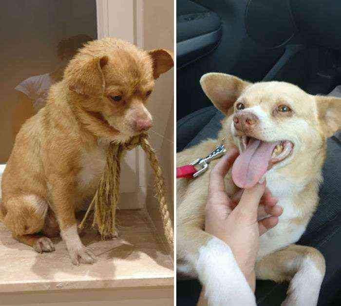 Pablo, cuando lo encontramos en la calle y 1 semana tras su adopción