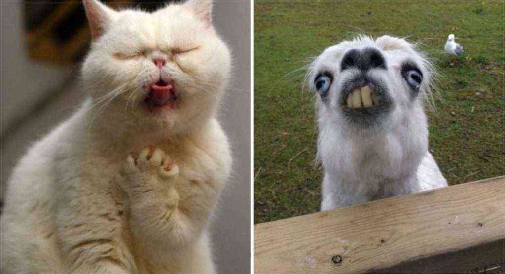 Es el gato más dramático del mundo 17 divertidas fotos de animales