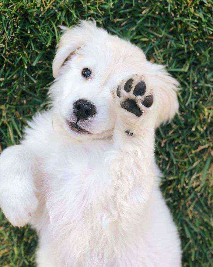 Hola