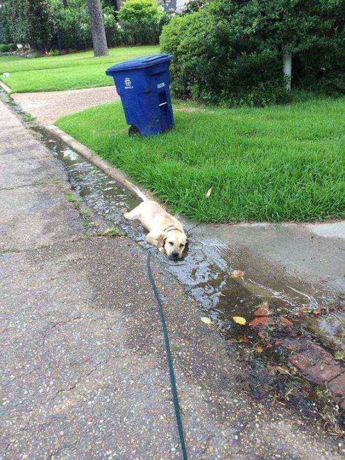 Labrador haciendo cosas de labrador