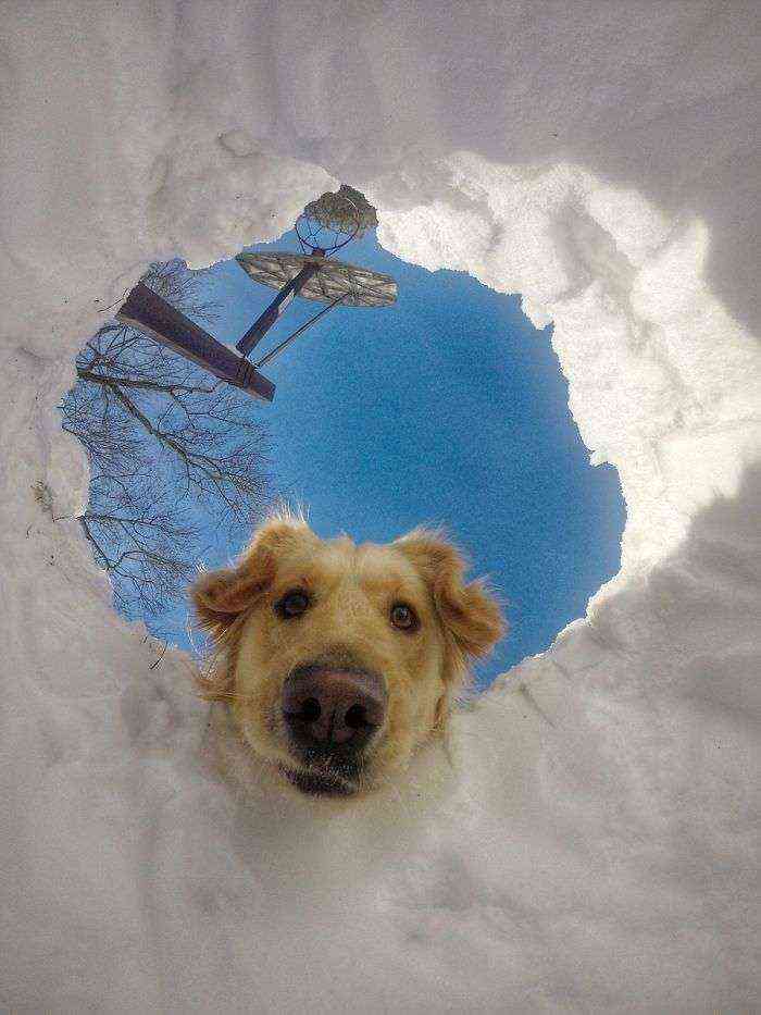 Cuando quedas enterrado bajo la nieve y tu perro es un retriever