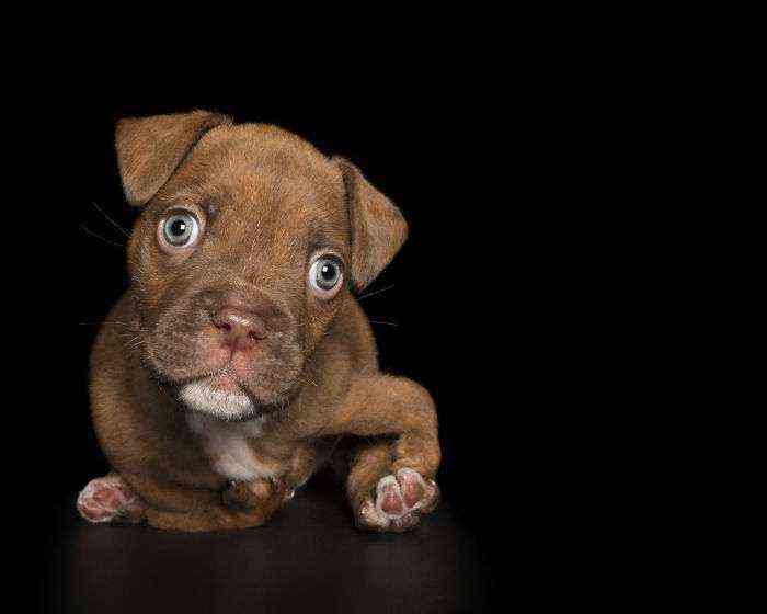 Jakk nació con las patas delanteras deformes