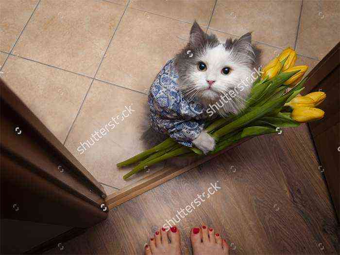 Gato con flores a los pies de una señorita