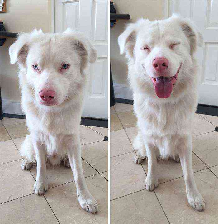Antes y después de decirle buen chico con lengua de signos a mi perro sordo