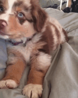 No quiere salir de la cama